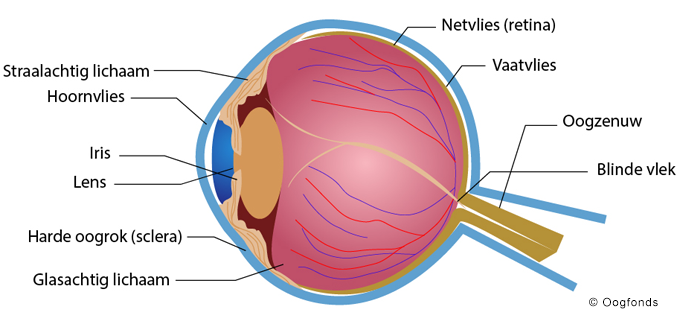 anatomie van oog en oogbol