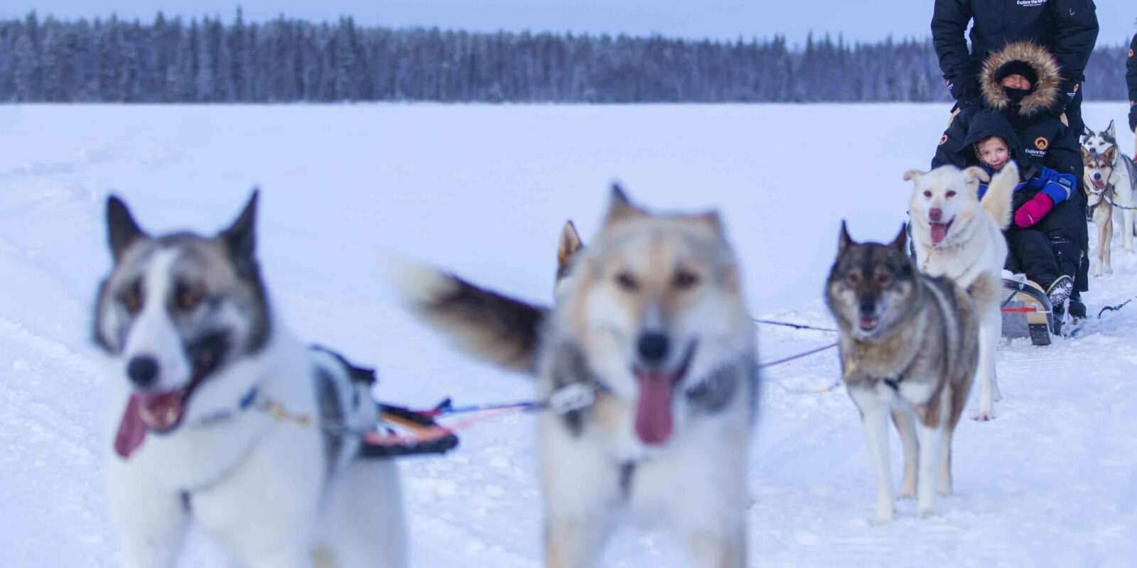 Sledehonden in de sneeuw met slee